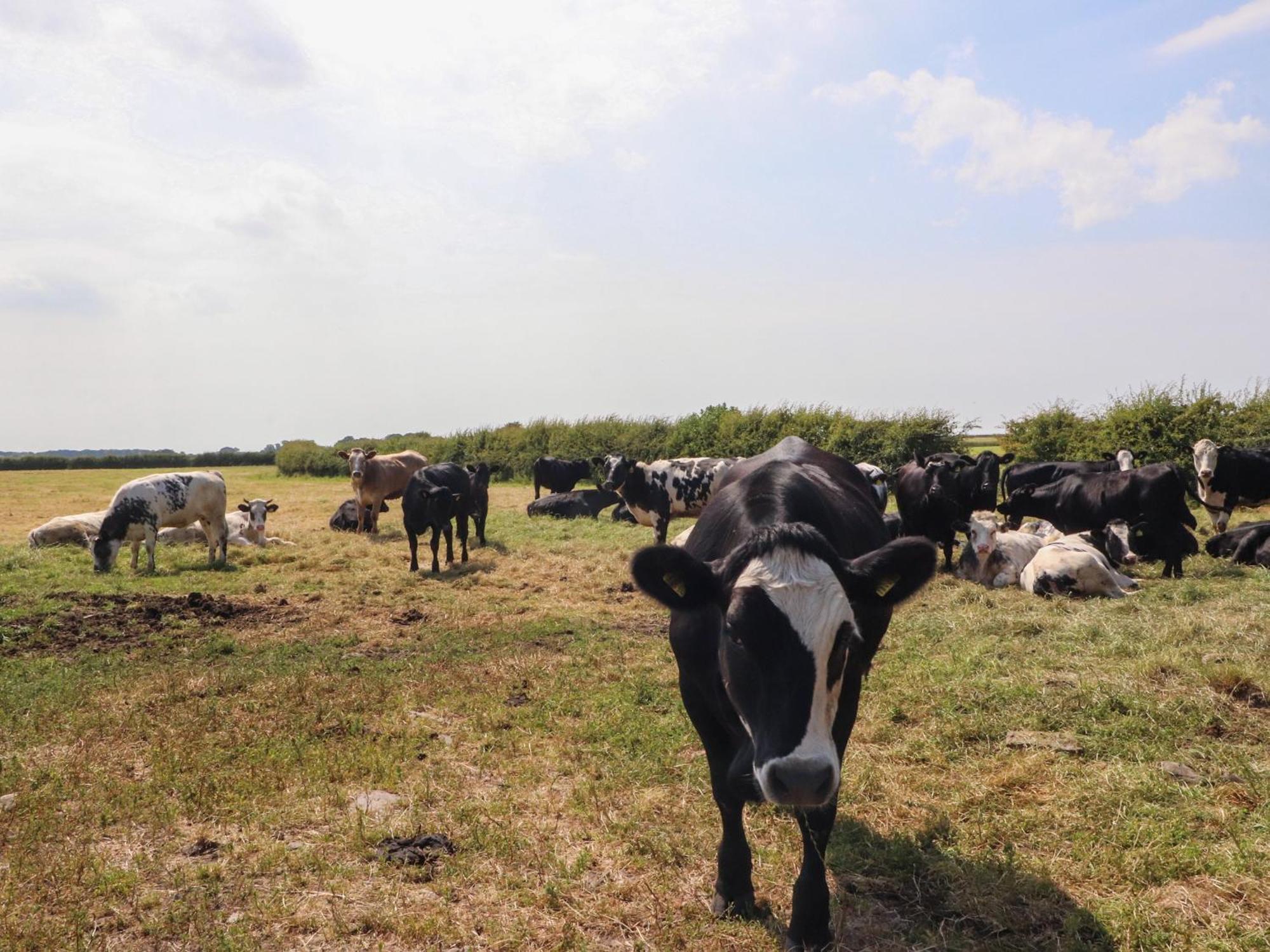 Lapwing Lodge Ленчестър Екстериор снимка